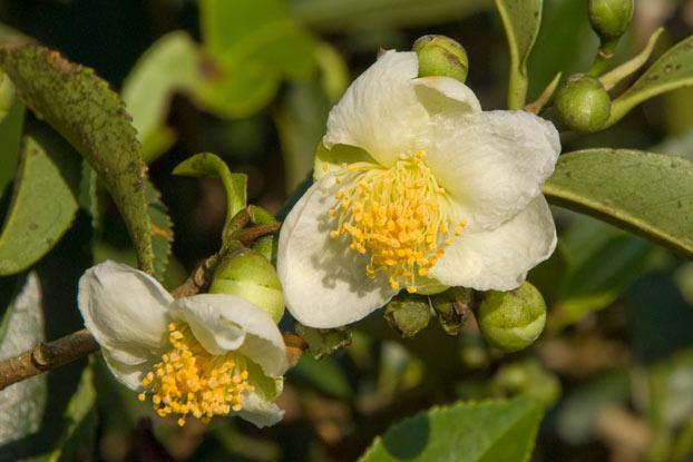 The native habitat of Camellia sinensis stretches from the Eastern Himalayas to Southern China and Northern Indo-China, including Hainan. This species, which can be either a shrub or a tree, predominantly thrives in the subtropical biome. It is valued for its medicinal properties and as a source of food.
